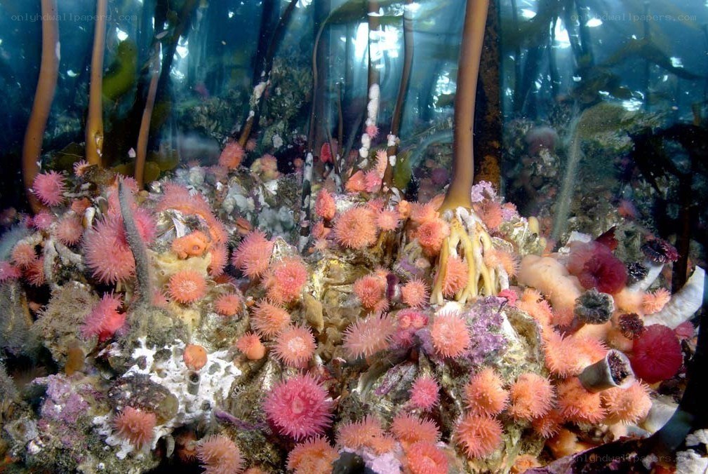 underwater coral reef scene