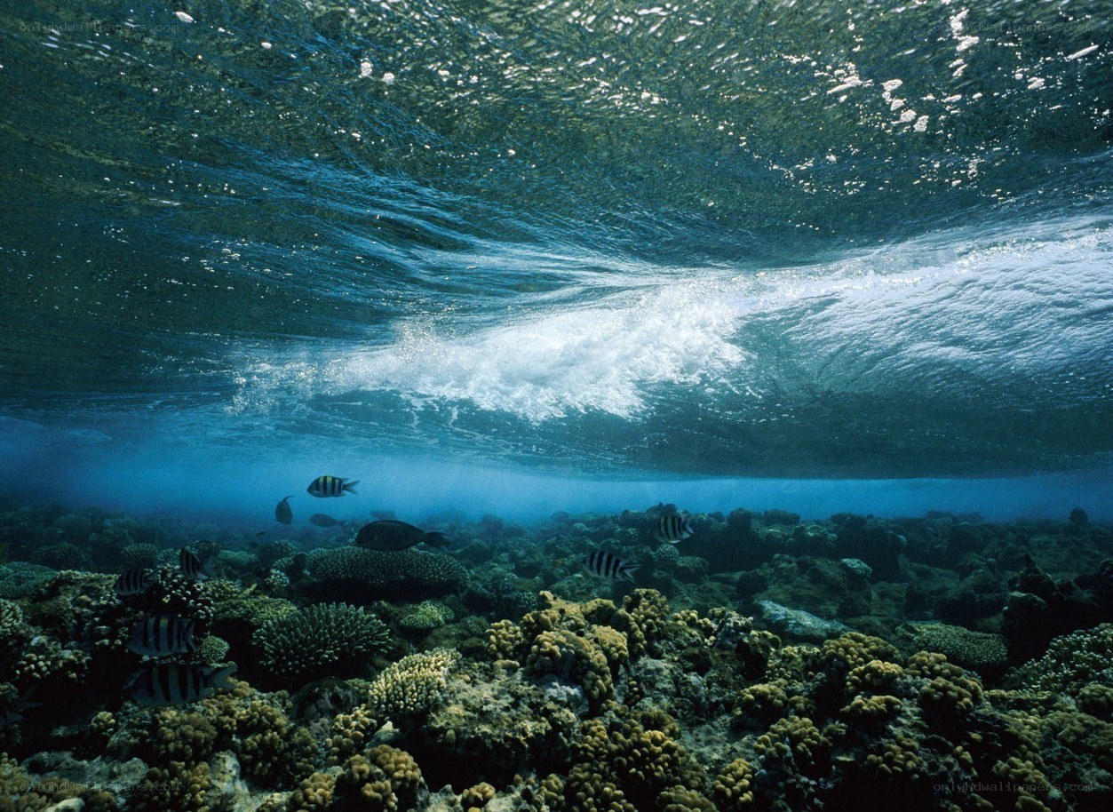 Underwater coral reef scene