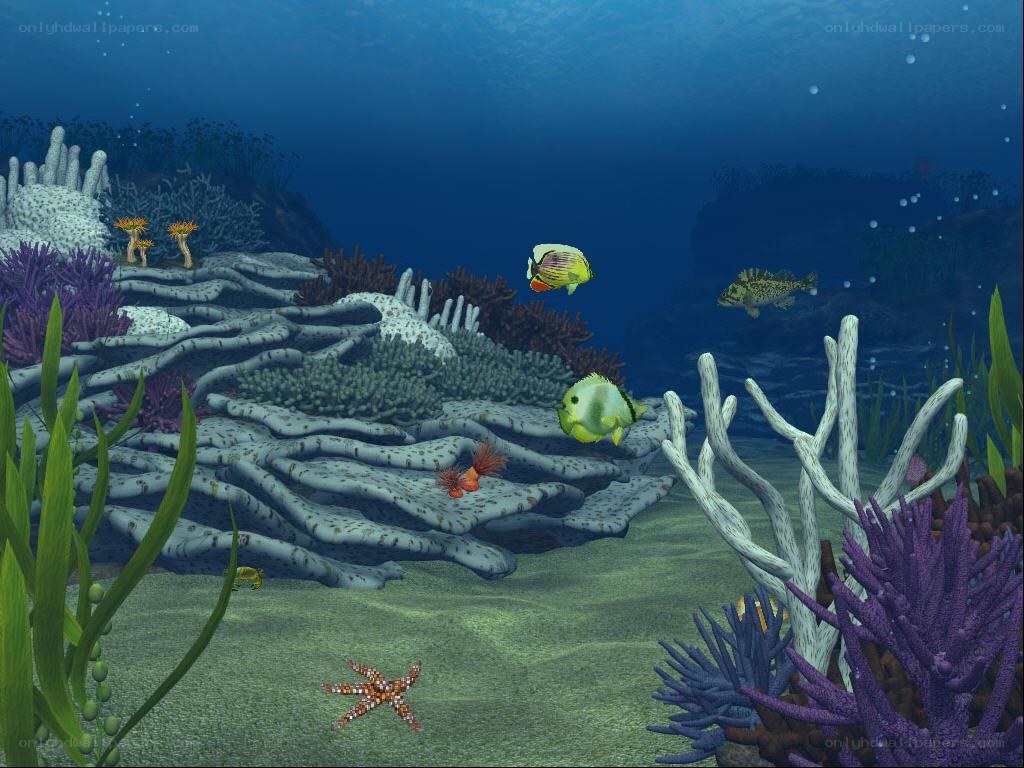 Underwater coral reef scene