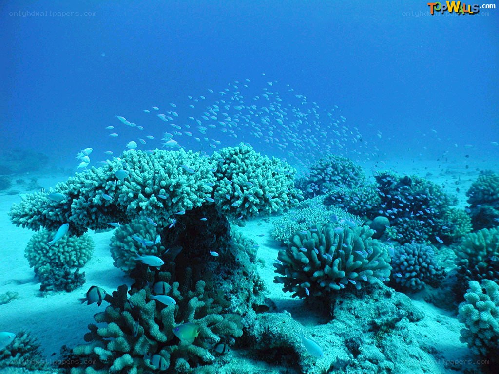 Underwater coral reef scene