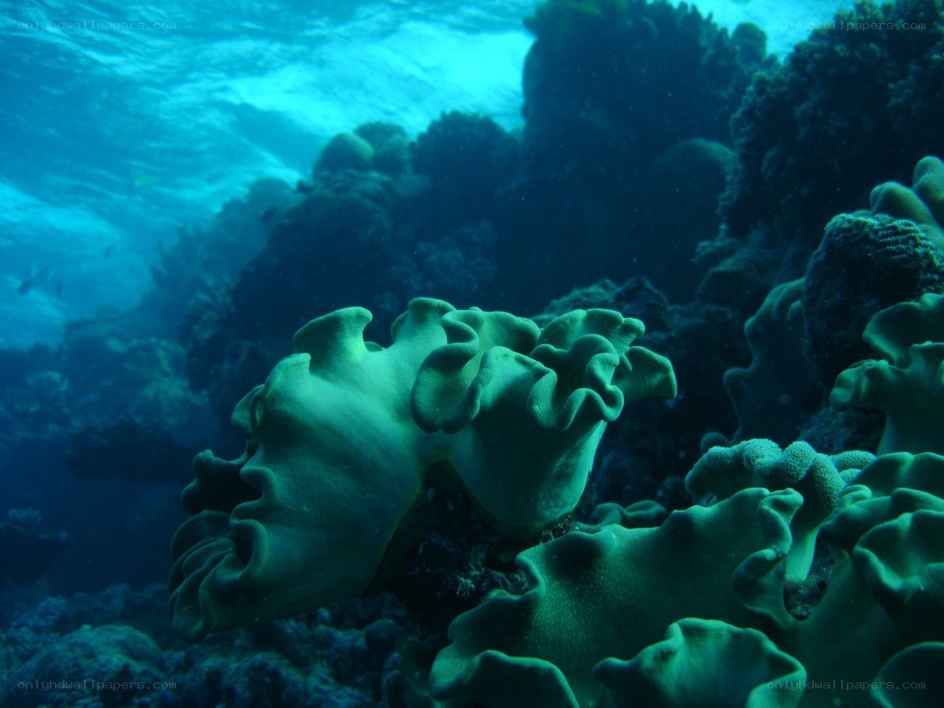 Underwater coral reef scene