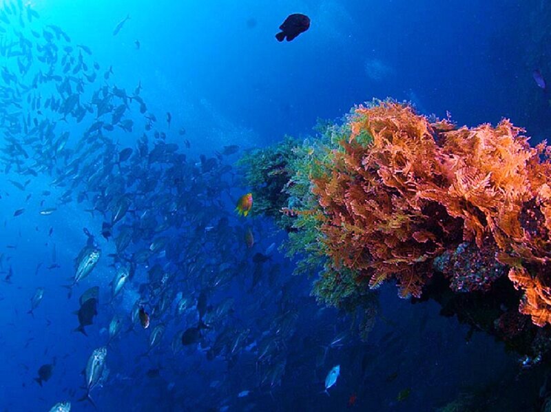 Underwater coral reef scene