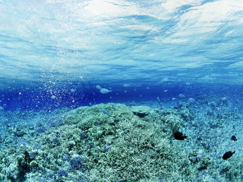 Underwater coral reef scene