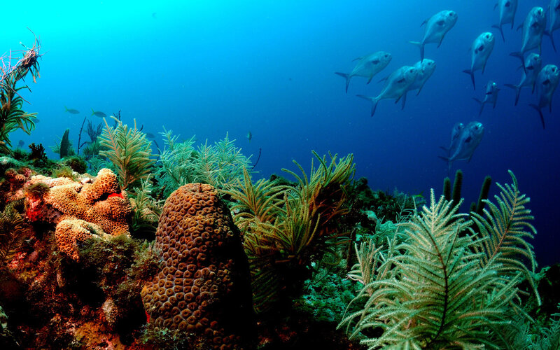 Underwater coral reef scene