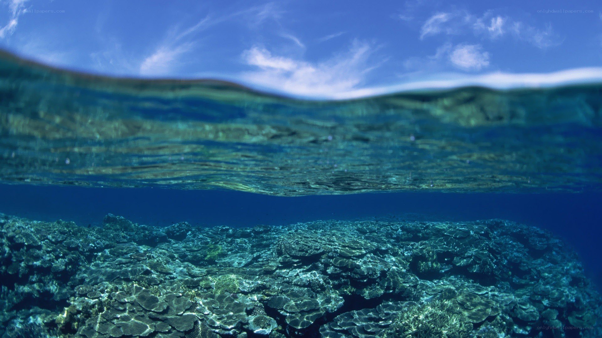 Underwater coral reef view