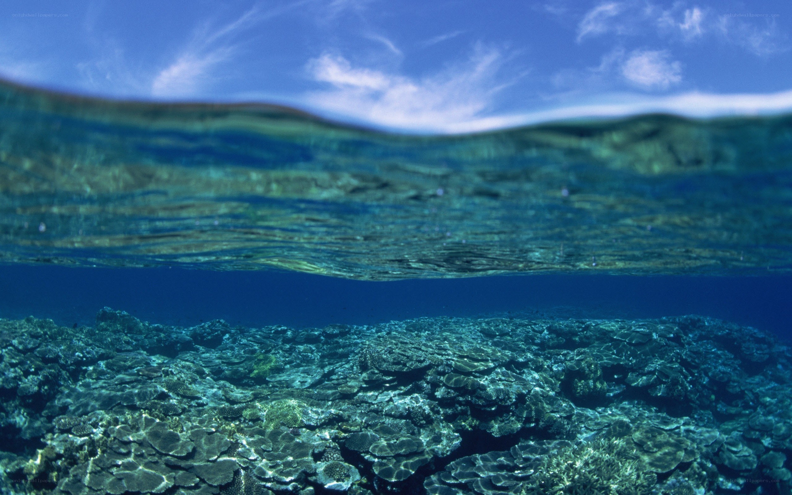 Underwater coral reef view