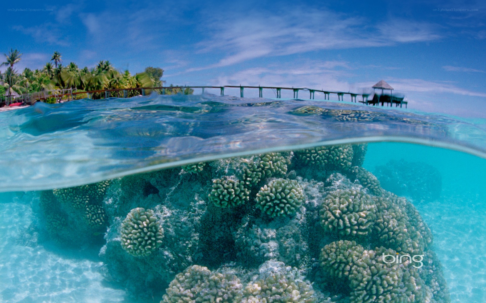 Underwater coral reef view