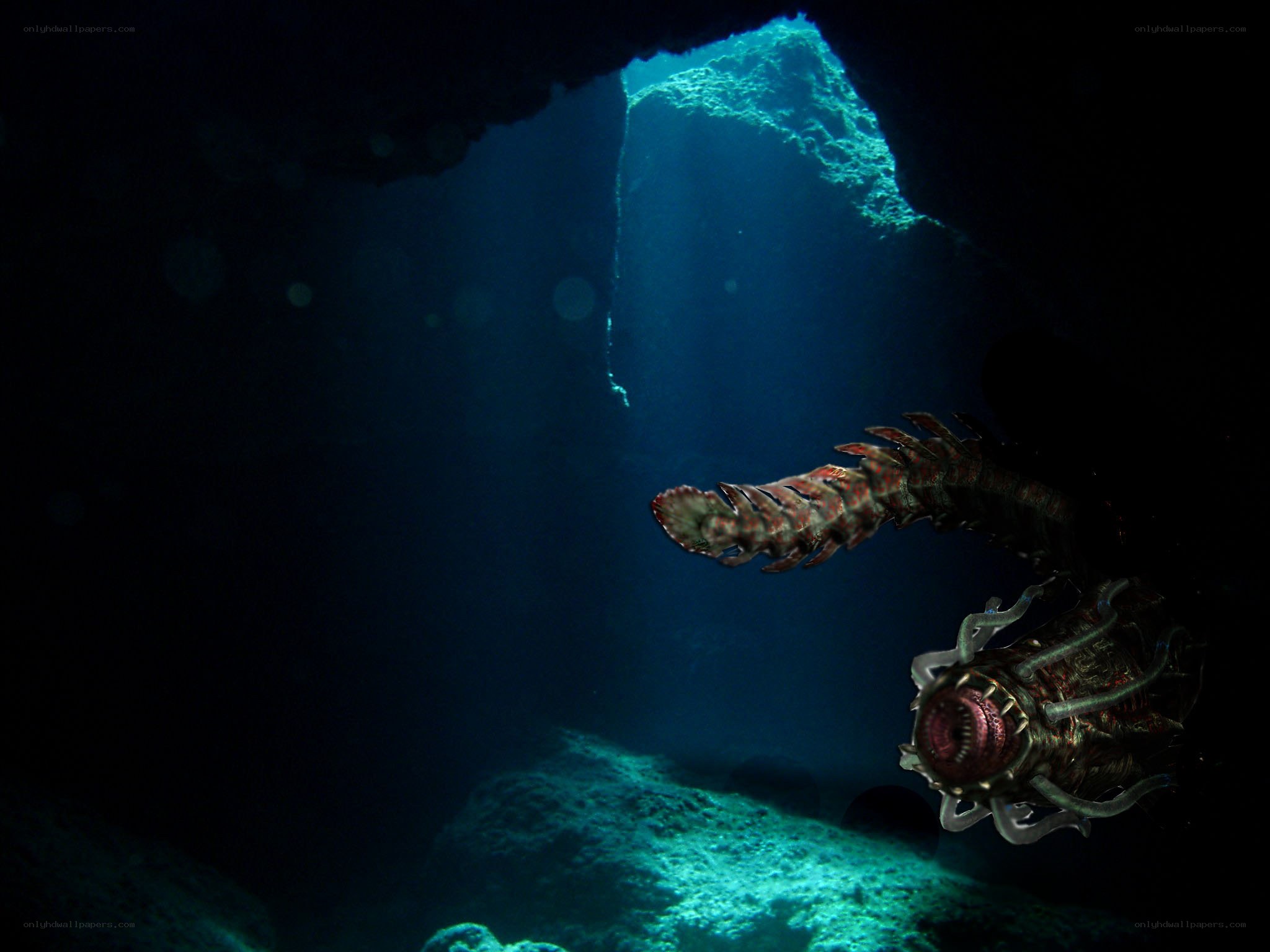 Underwater creature in cave