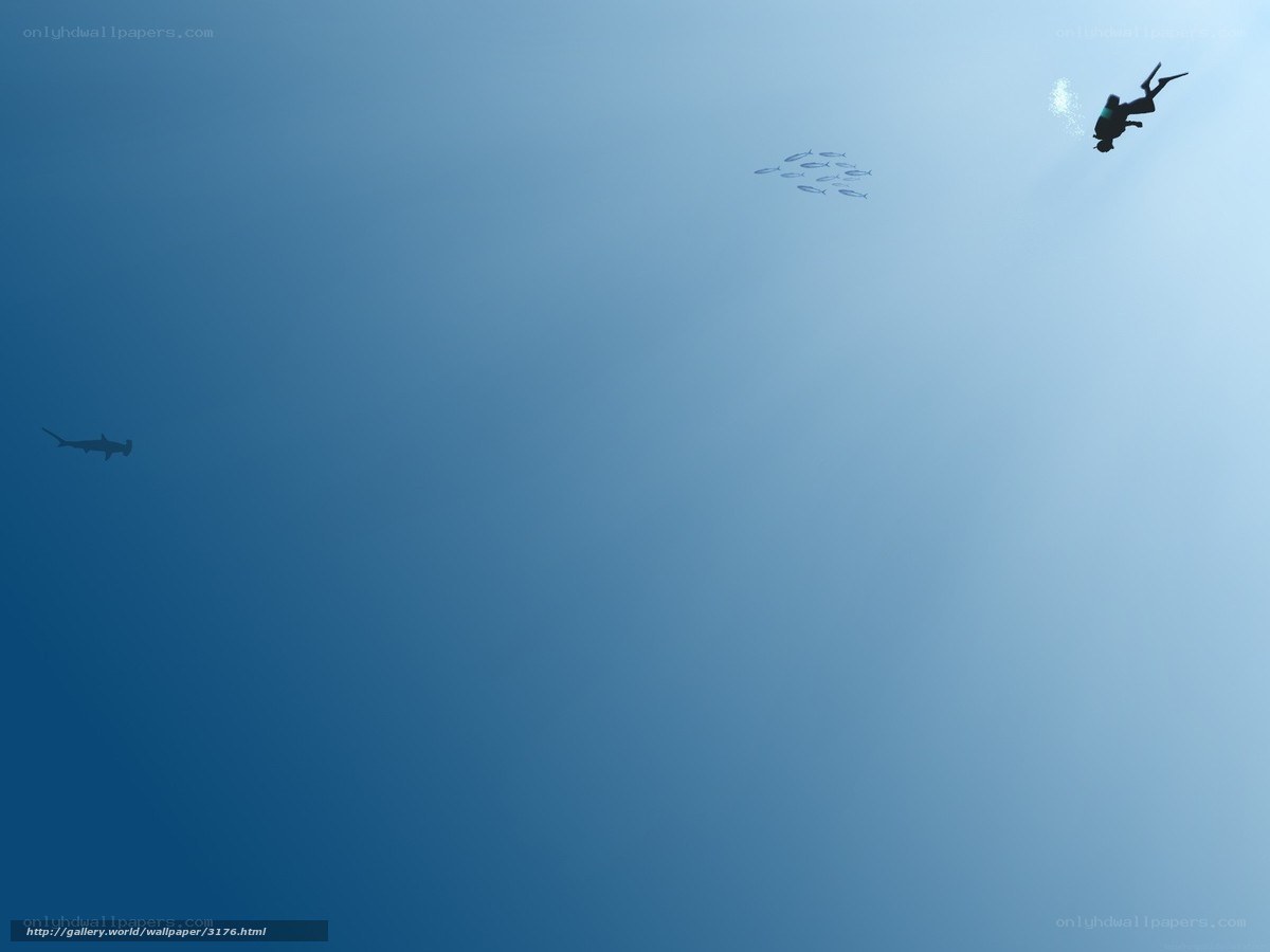 Underwater diver with fish