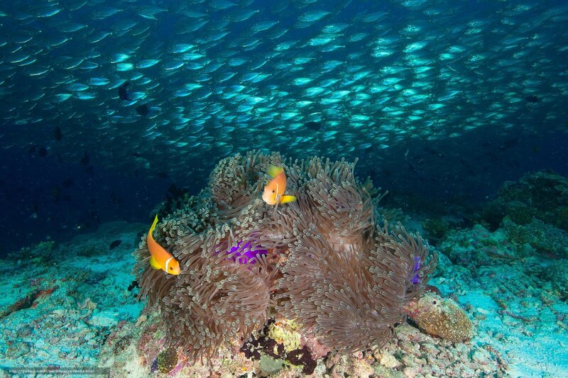 Underwater fish and anemone