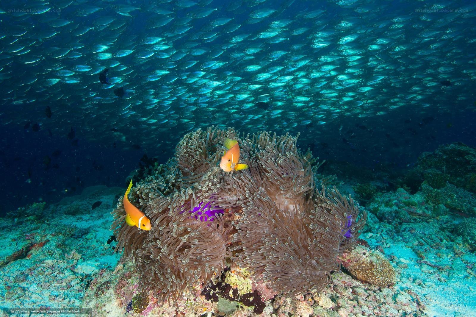 Underwater fish and anemone