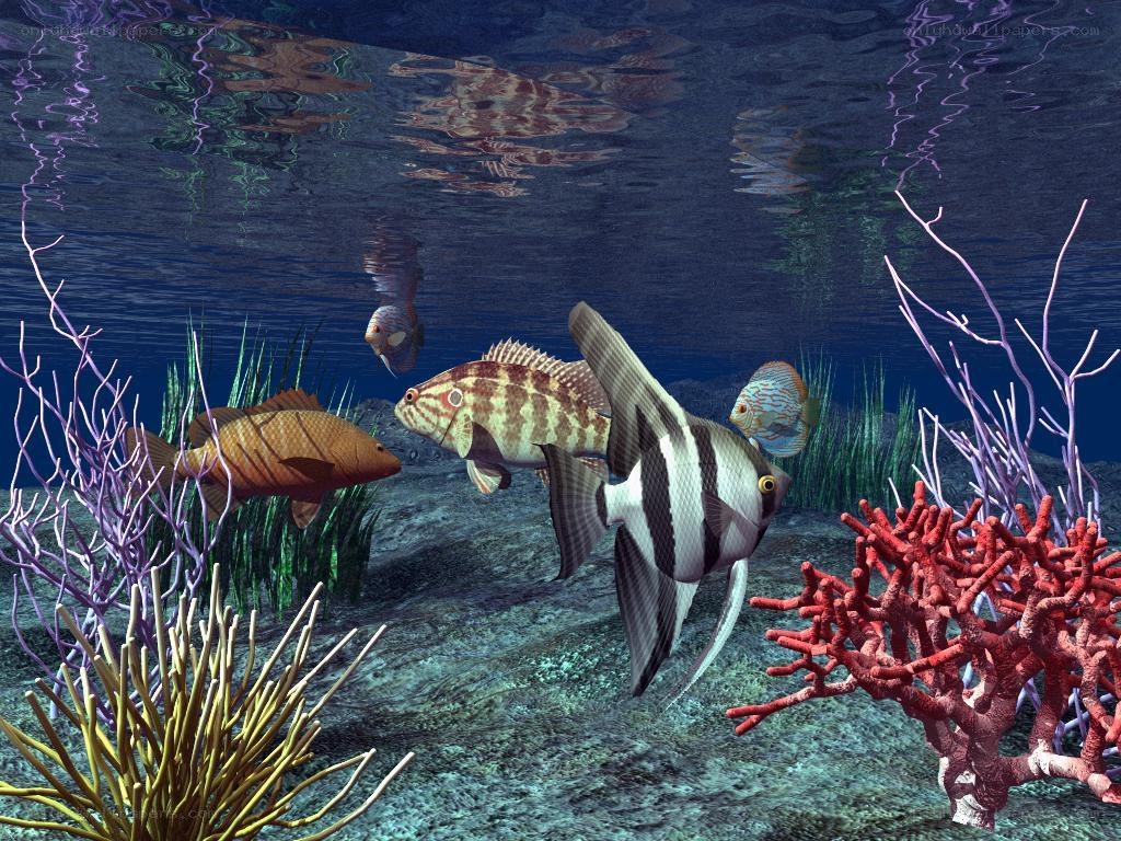 underwater fish and coral scene