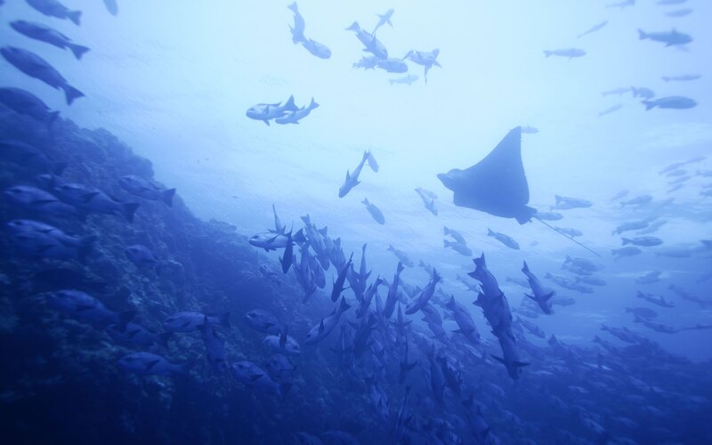 Underwater fish and stingray