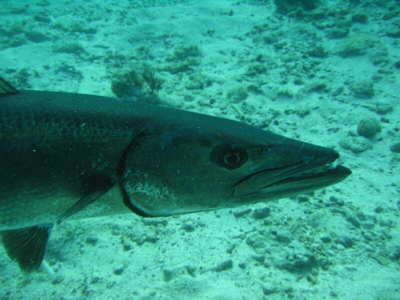 underwater fish close-up