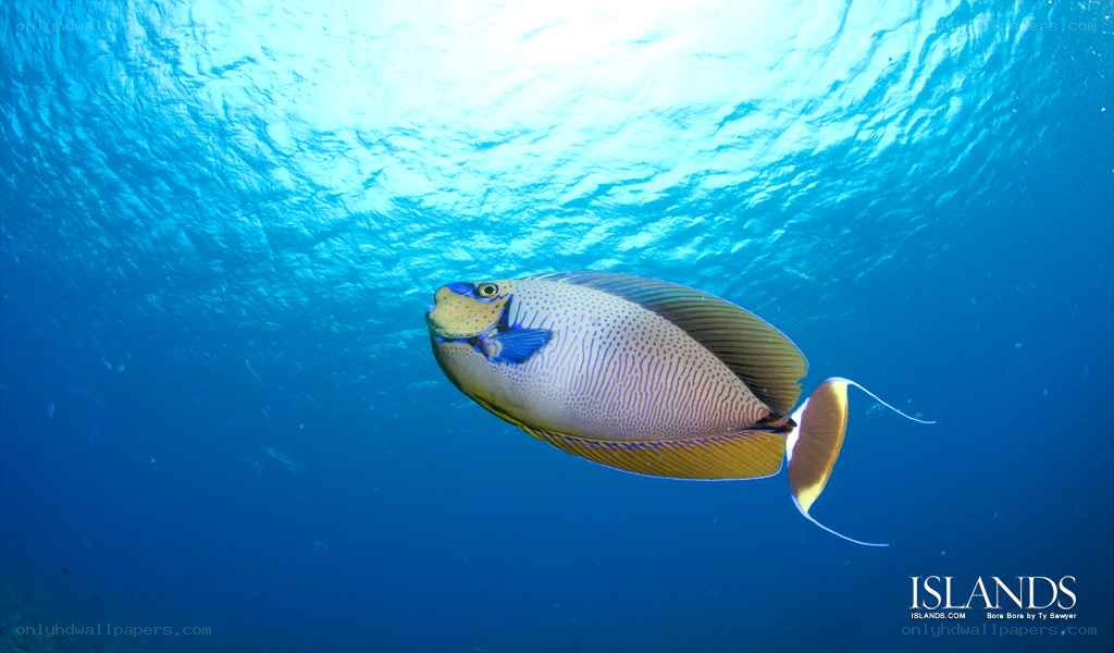 Underwater fish in blue water