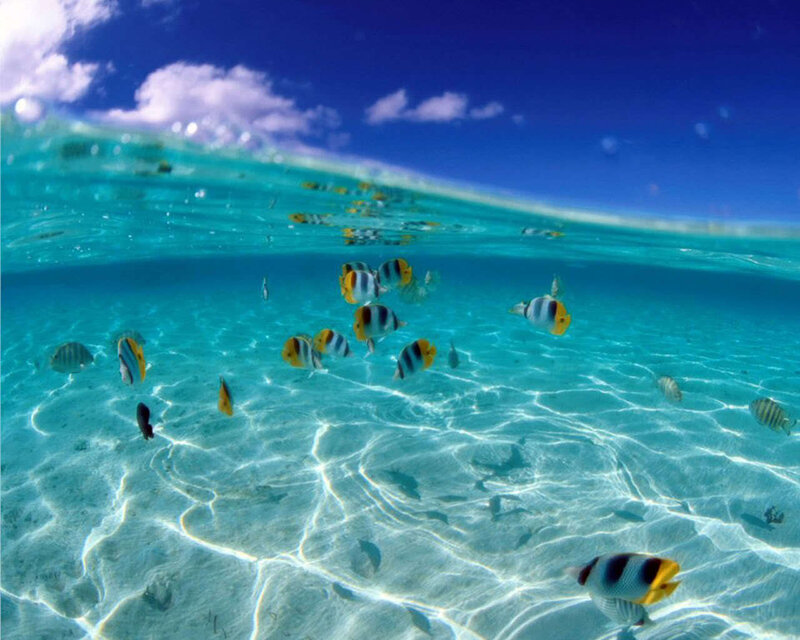 Underwater fish in clear blue water