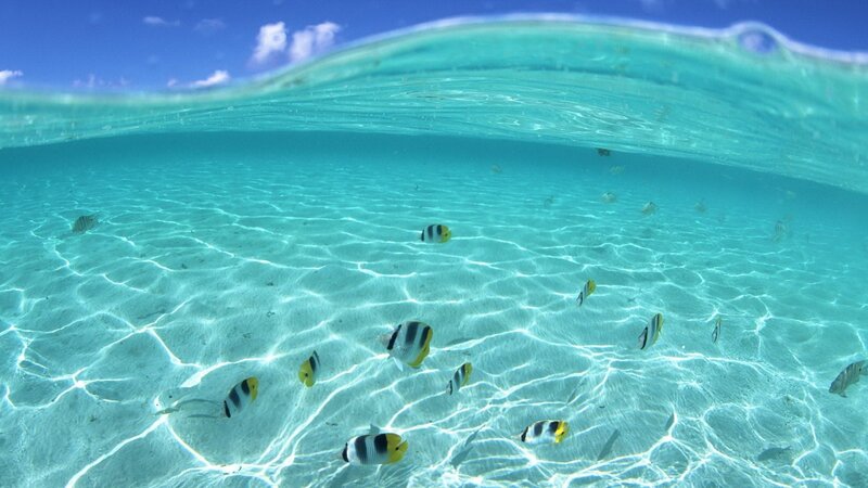 Underwater fish in clear blue water