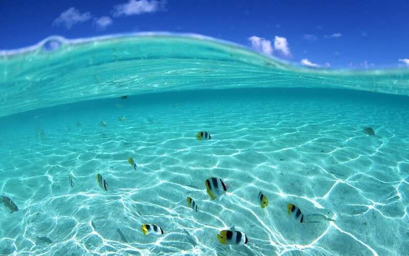 Underwater fish in clear blue water