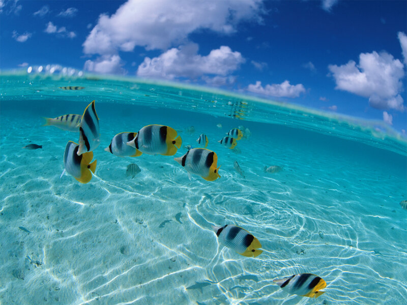Underwater fish in clear blue water