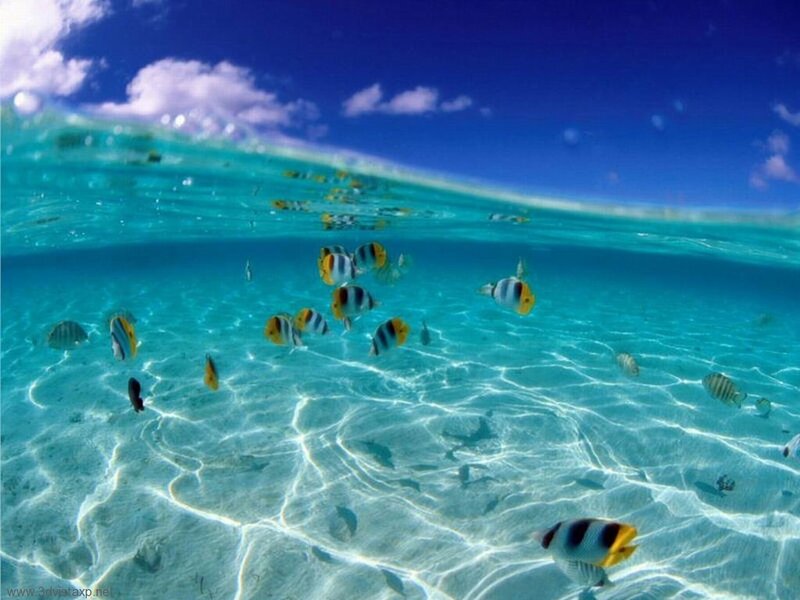 Underwater fish in clear blue water