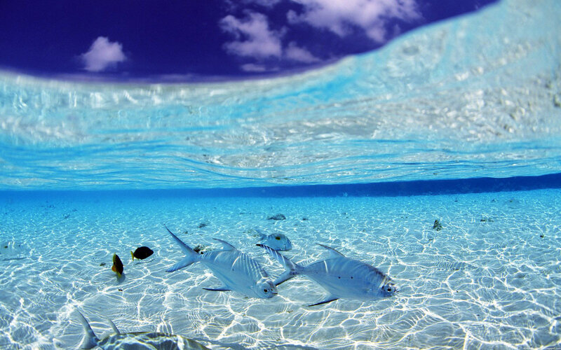Underwater fish in clear blue water