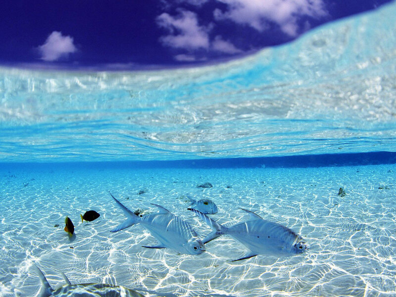 Underwater fish in clear blue water
