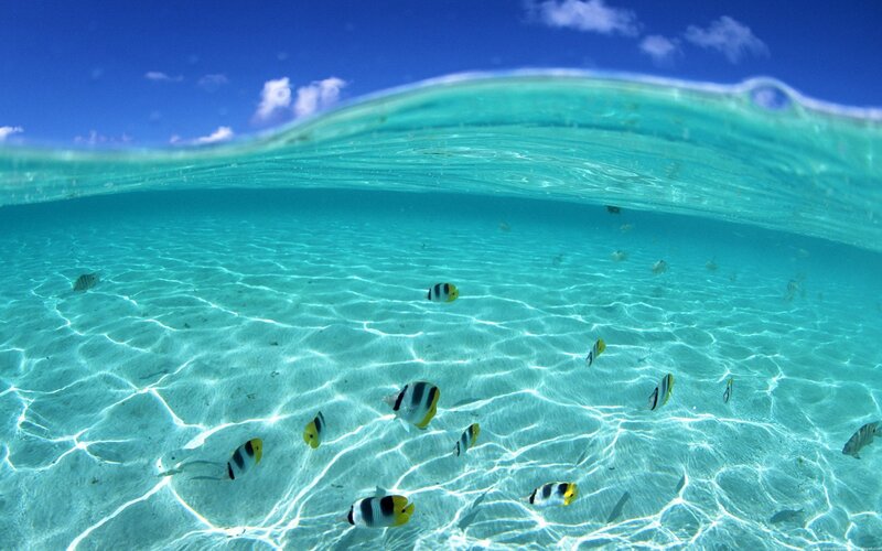 Underwater fish in clear blue water