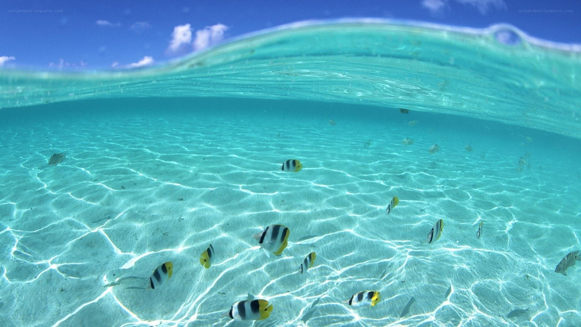 Underwater fish in clear water