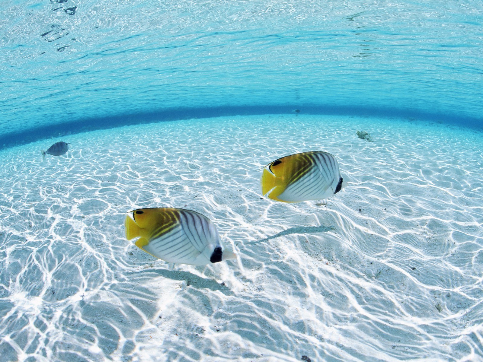 Underwater fish in clear water