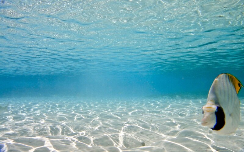 Underwater fish in clear water