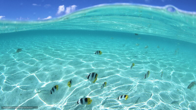 Underwater fish in clear water