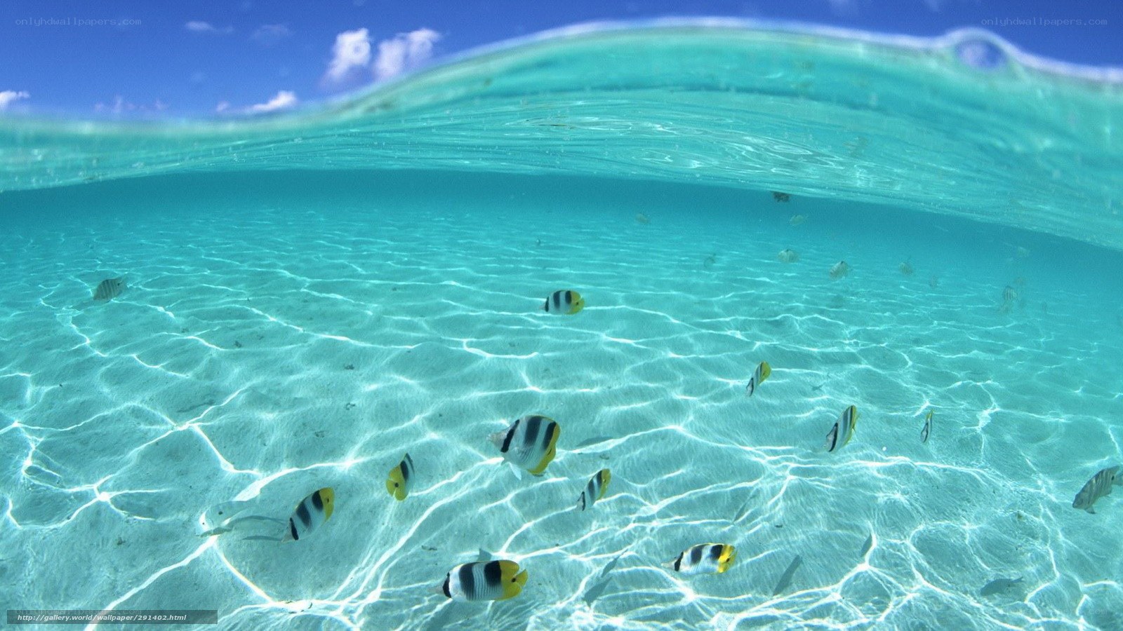 Underwater fish in clear water