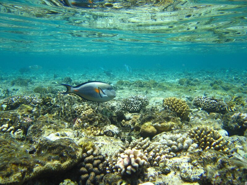 Underwater fish near coral reef
