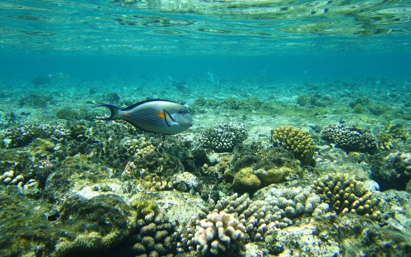 Underwater fish near coral reef