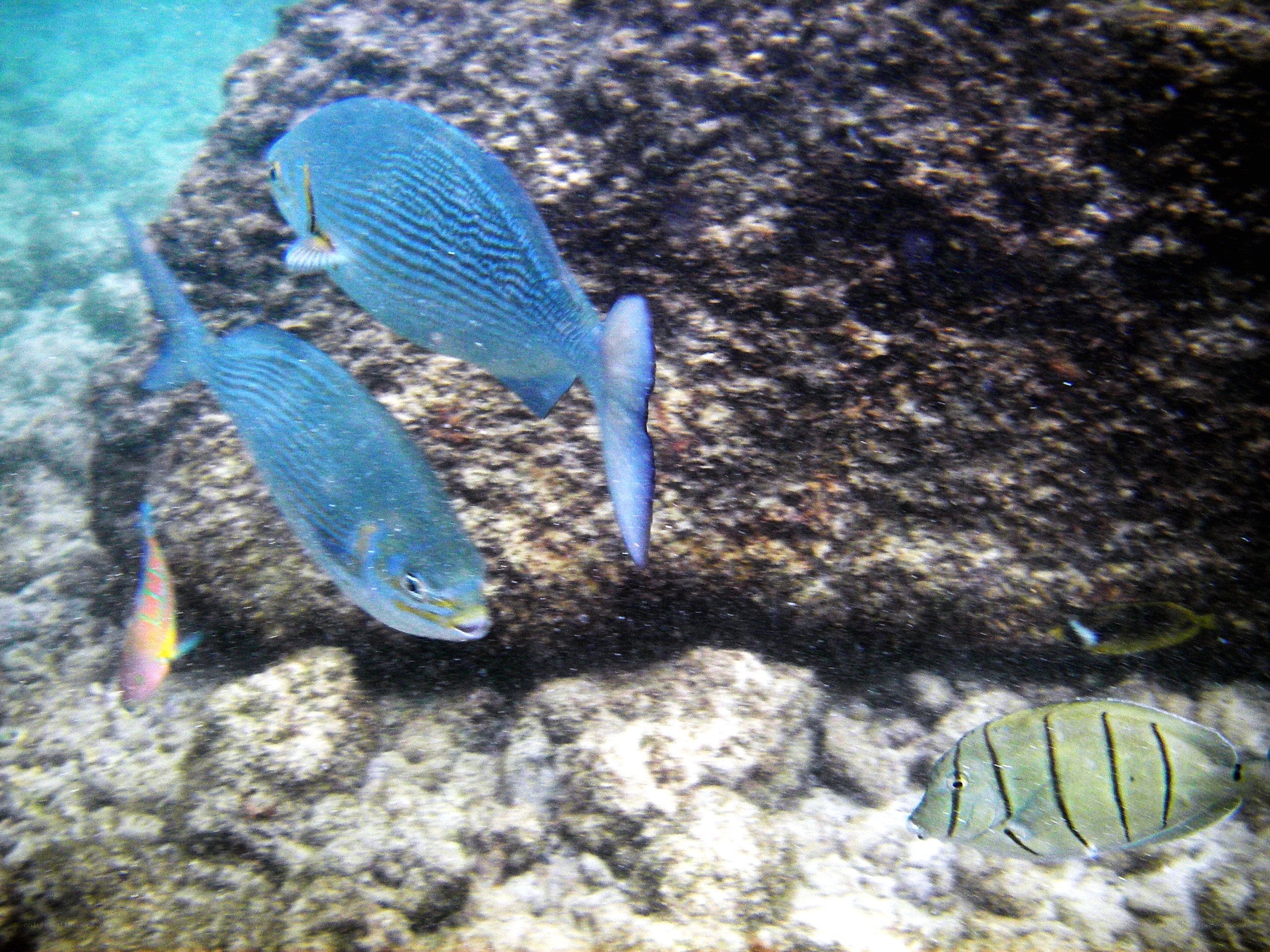 Underwater fish near rocks