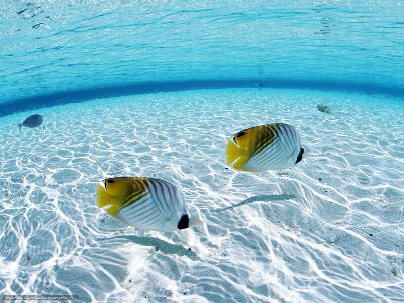 Underwater fish on sandy ocean floor