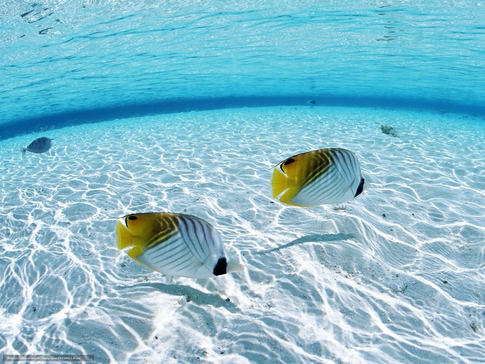 Underwater fish on sandy ocean floor