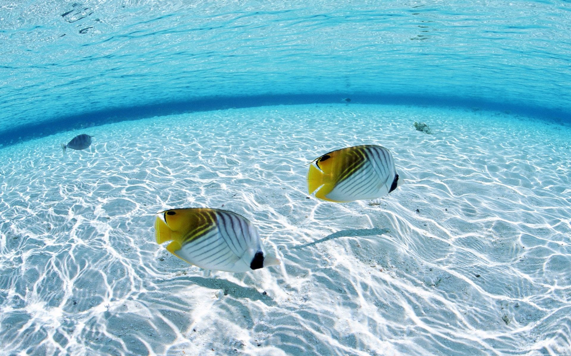 Underwater fish on sandy ocean floor