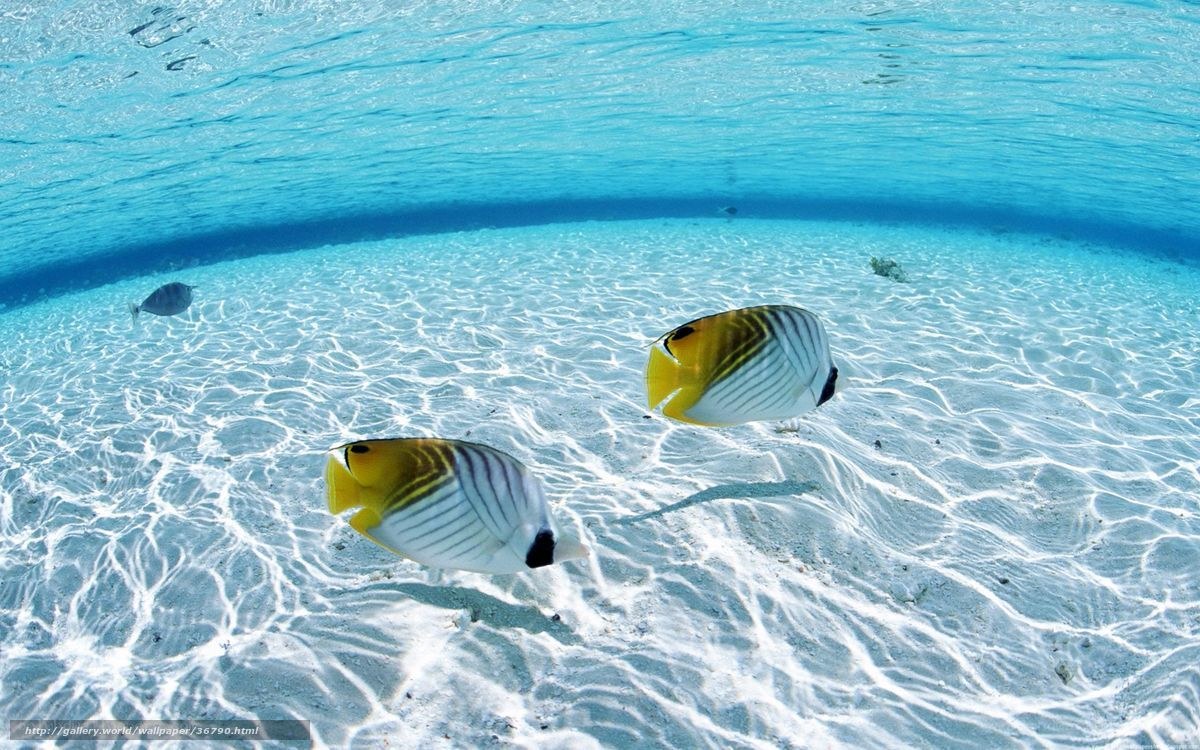 Underwater fish on sandy ocean floor