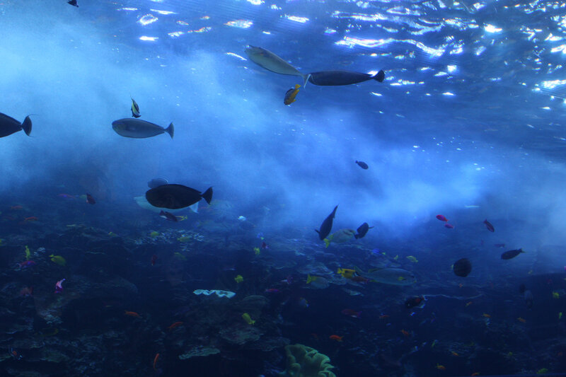 Underwater fish school