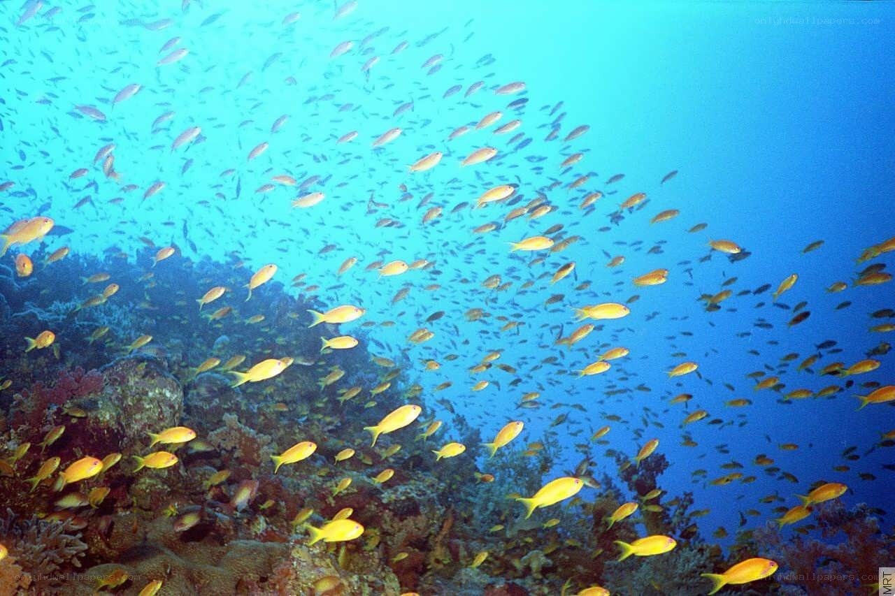 Underwater fish school