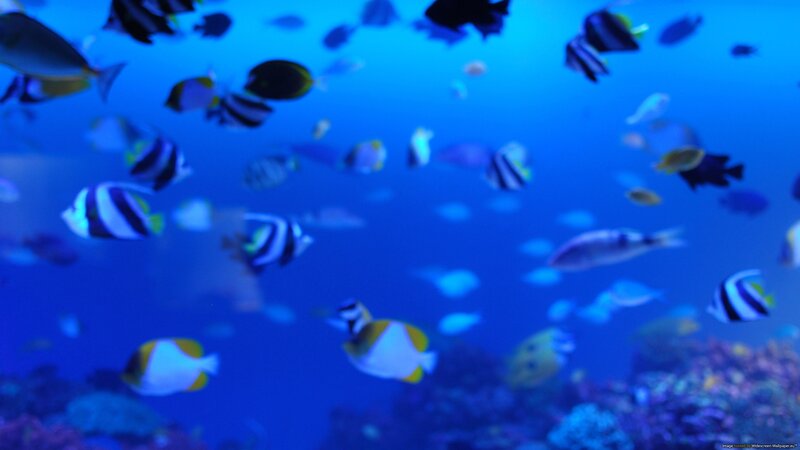 underwater fish school