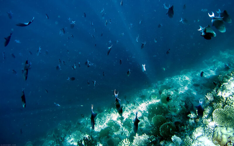 Underwater fish school