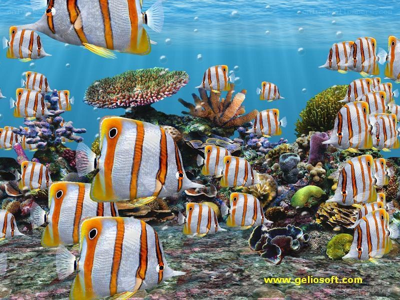 underwater fish school