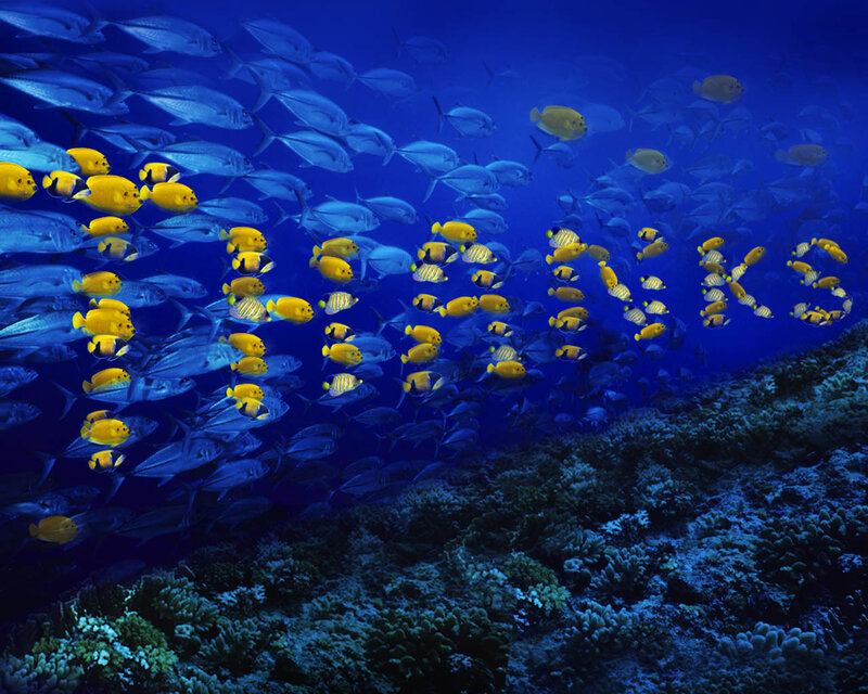 Underwater fish school