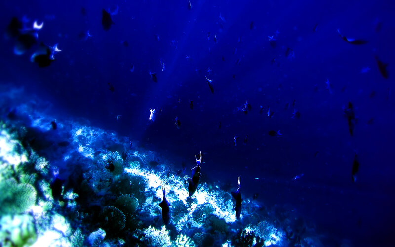 Underwater fish school