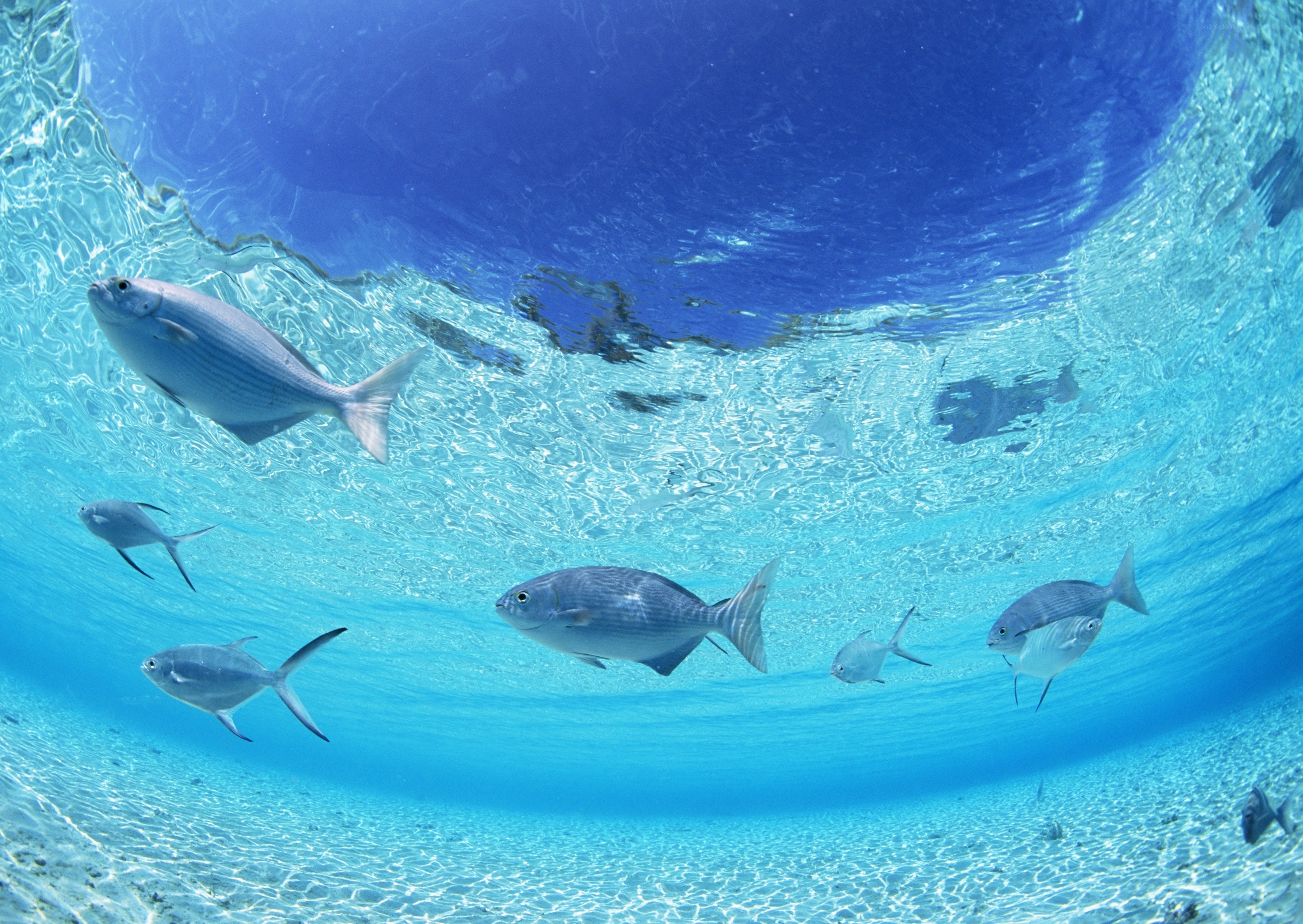 Underwater fish school