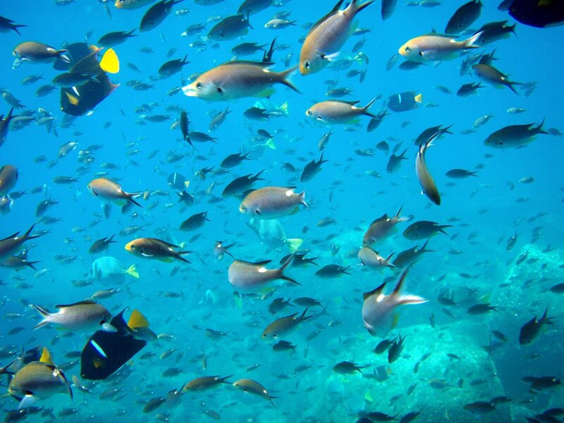 Underwater fish school
