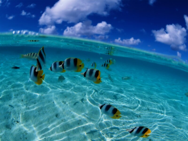Underwater fish school in clear water