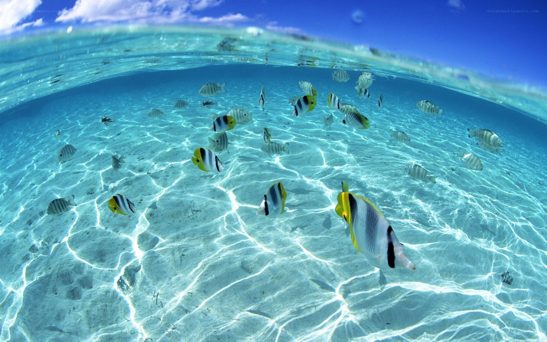 Underwater fish school in clear water